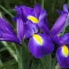 Iris Bulbs