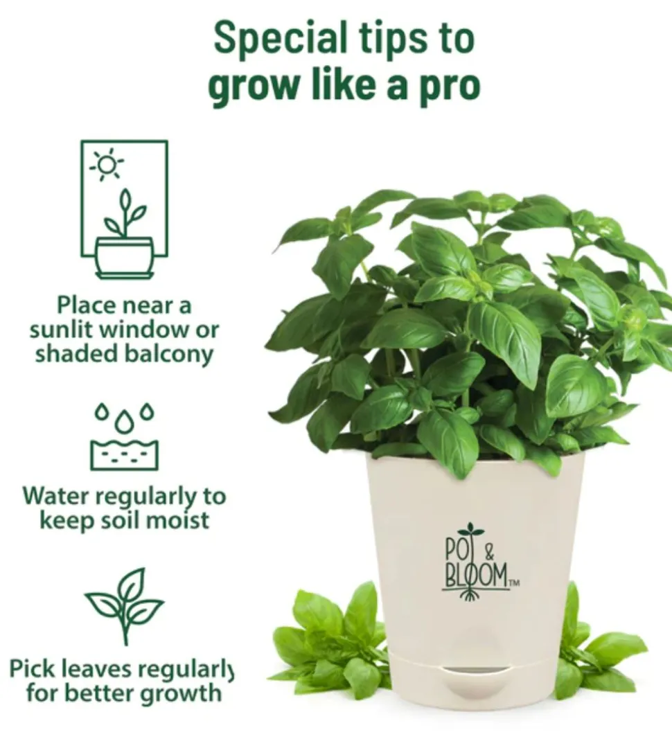 Italian Basil Grow Kit