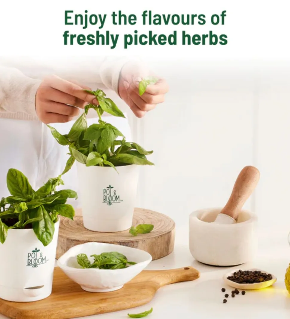 Italian Basil Grow Kit
