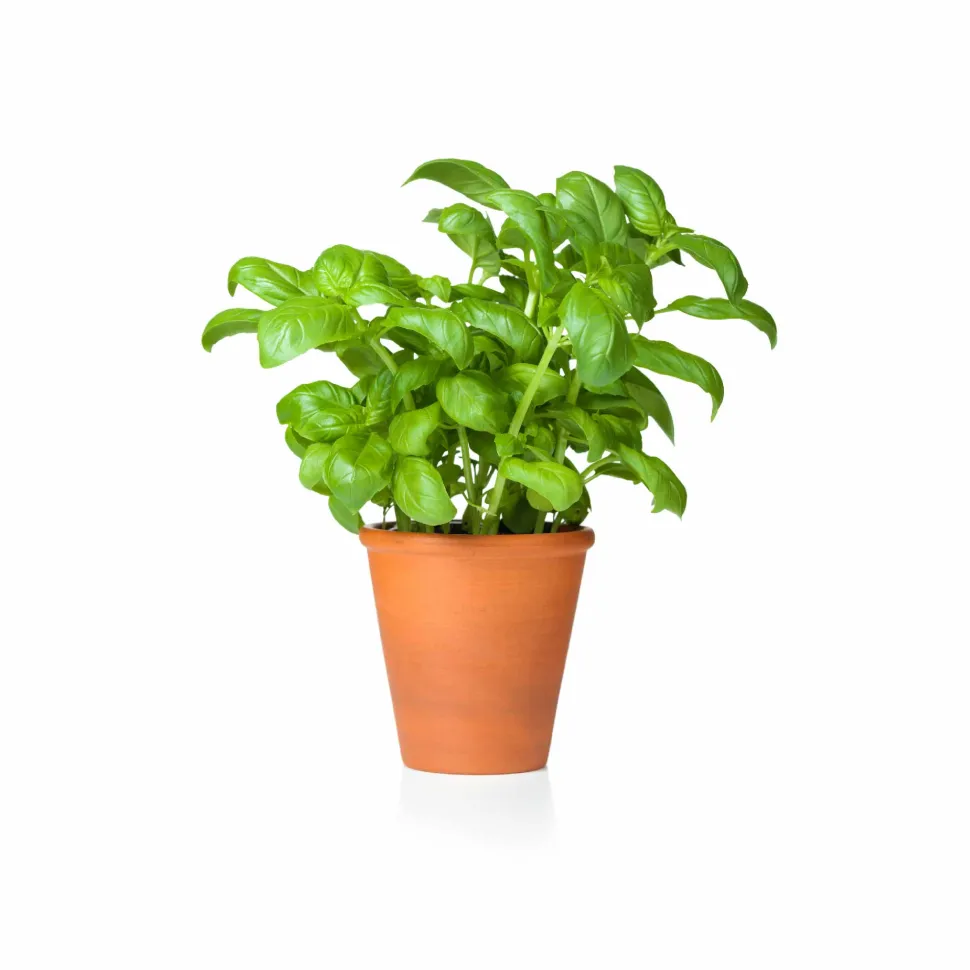 Italian Basil Seeds