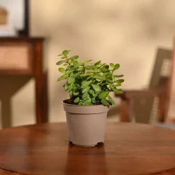 Jade Mini Plant