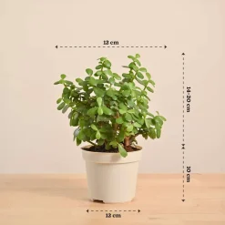 Jade Mini Plant