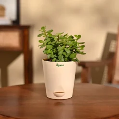 Jade Mini Plant
