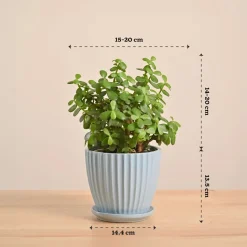 Jade Mini Plant