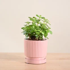 Jade Mini Plant
