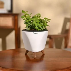 Jade Mini Plant