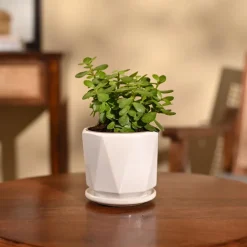 Jade Mini Plant
