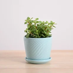 Jade Mini Plant