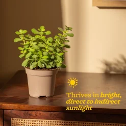 Jade Mini Plant