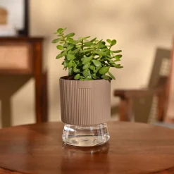Jade Mini Plant