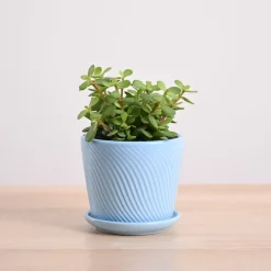 Jade Mini Plant