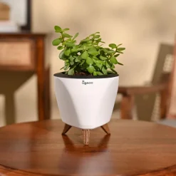 Jade Mini Plant