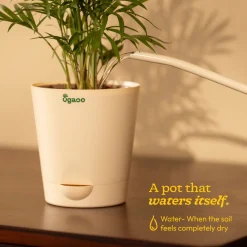 Jade Mini Plant