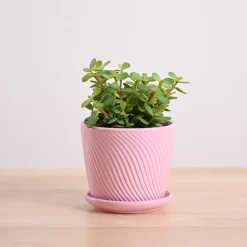 Jade Mini Plant