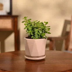 Jade Mini Plant