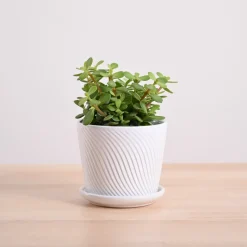 Jade Mini Plant