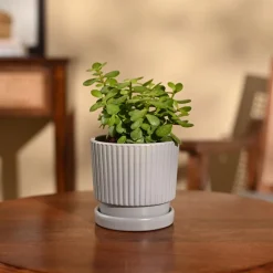 Jade Mini Plant