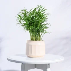 Jar Ceramic Pot