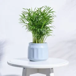 Jar Ceramic Pot
