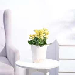 Kalanchoe Plant - Yellow