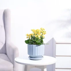 Kalanchoe Plant - Yellow