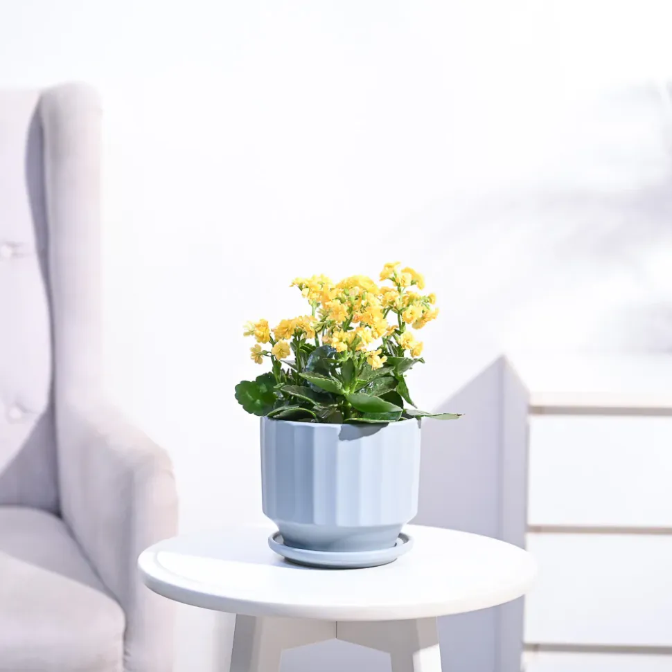 Kalanchoe Plant - Yellow