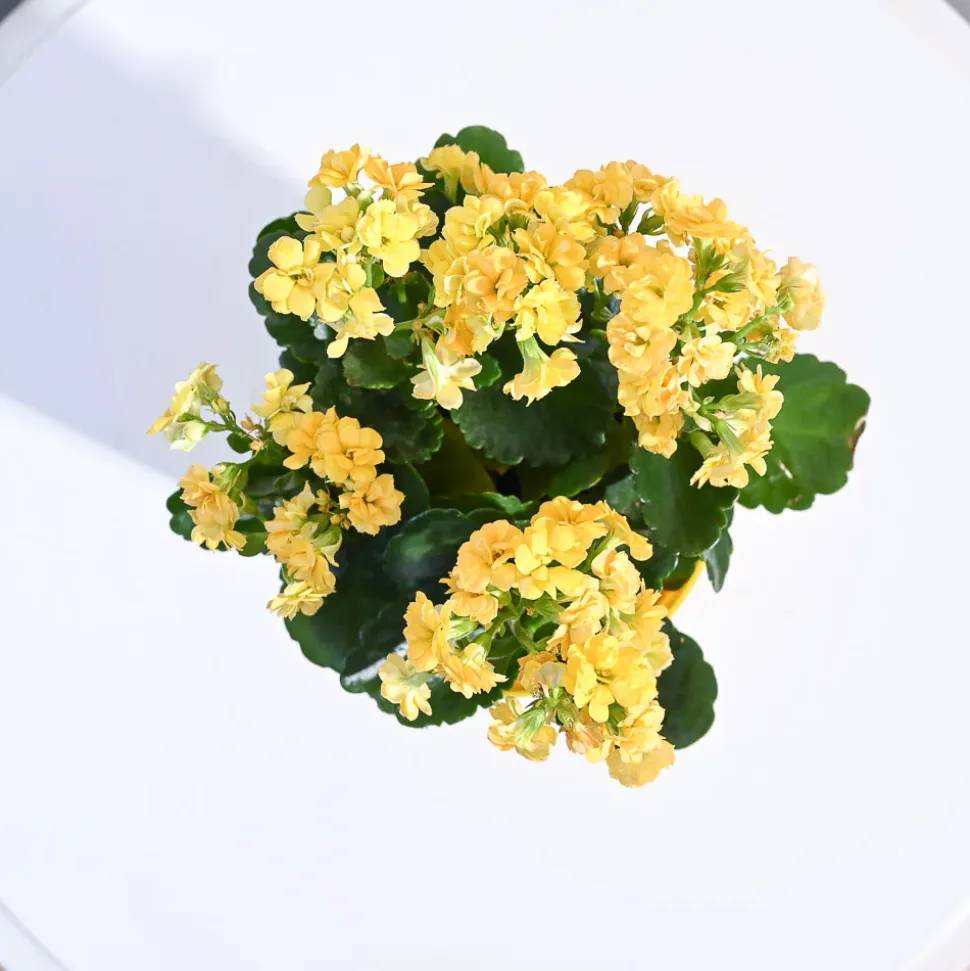 Kalanchoe Plant - Yellow