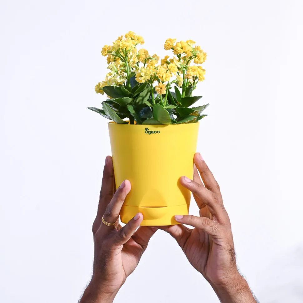 Kalanchoe Plant - Yellow
