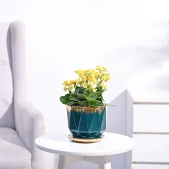 Kalanchoe Plant - Yellow