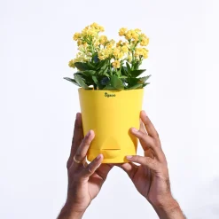 Kalanchoe Plant - Yellow