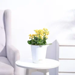 Kalanchoe Plant - Yellow