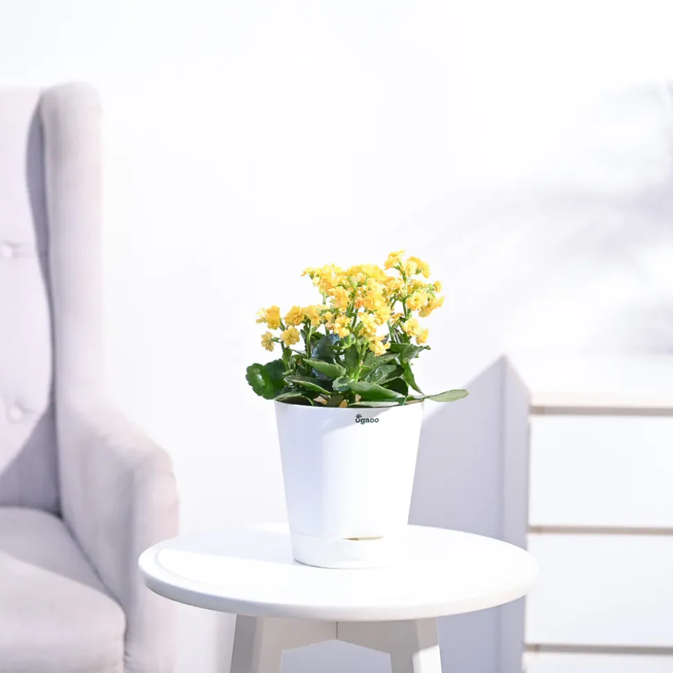 Kalanchoe Plant - Yellow