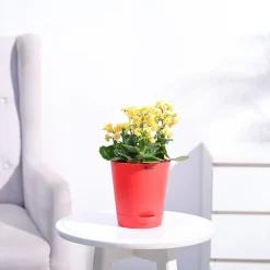 Kalanchoe Plant - Yellow