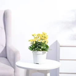 Kalanchoe Plant - Yellow