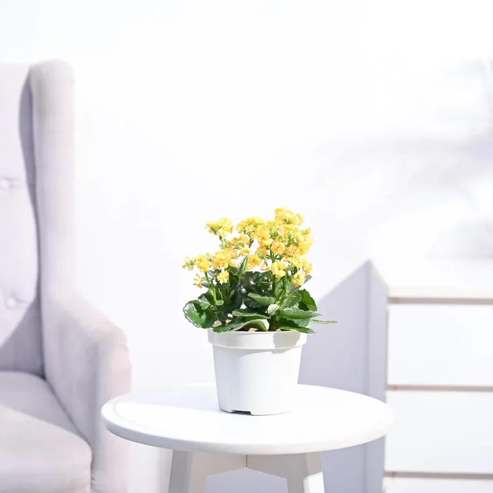 Kalanchoe Plant - Yellow