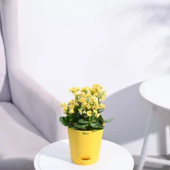 Kalanchoe Plant - Yellow
