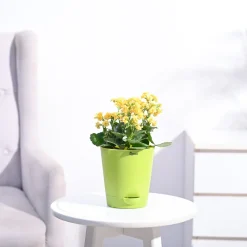 Kalanchoe Plant - Yellow