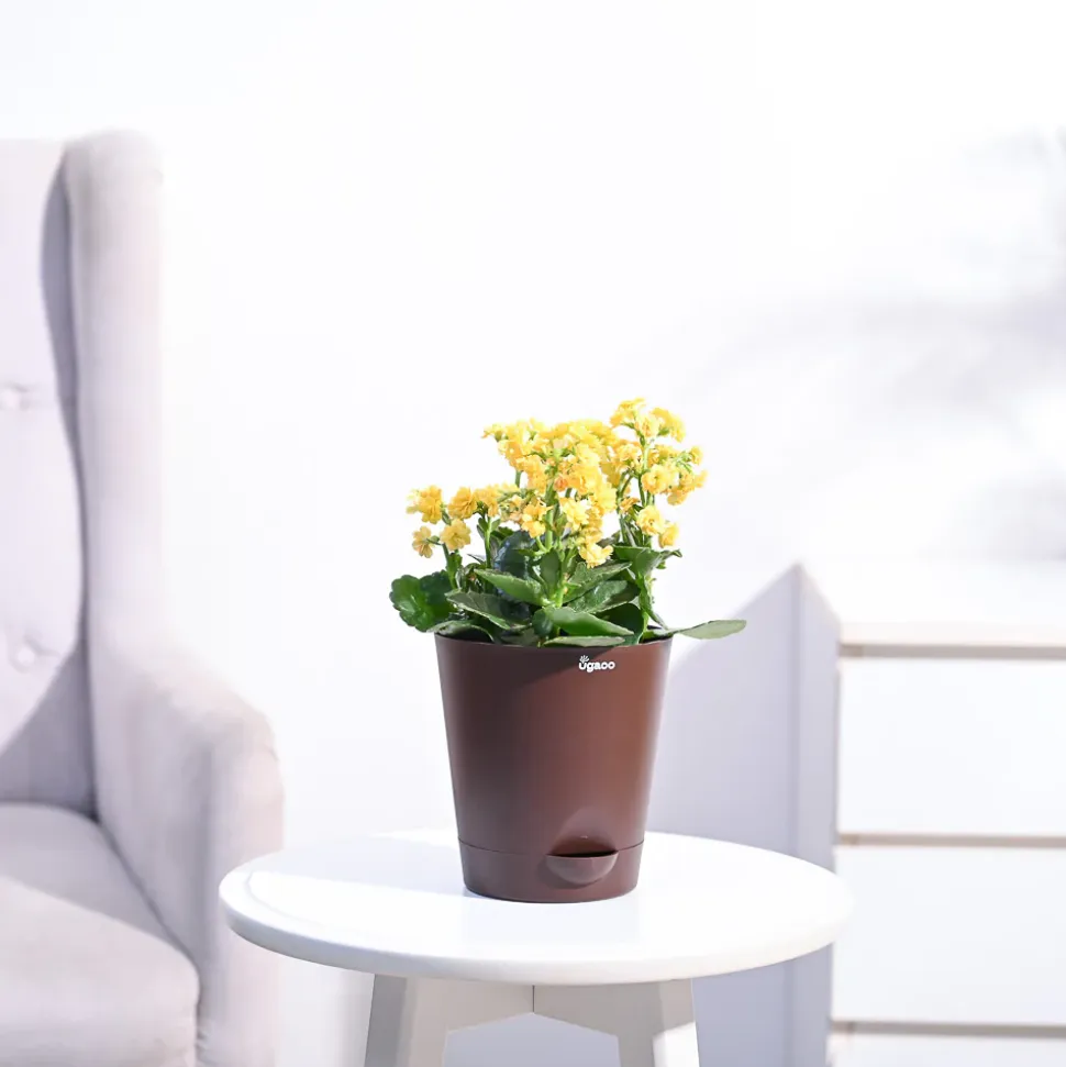 Kalanchoe Plant - Yellow