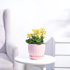 Kalanchoe Plant - Yellow