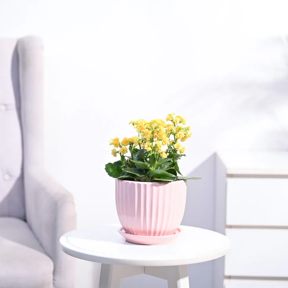 Kalanchoe Plant - Yellow