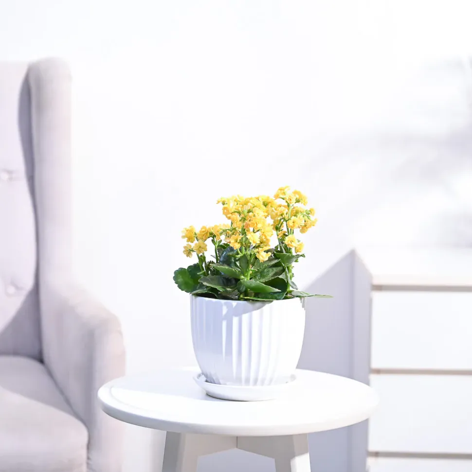 Kalanchoe Plant - Yellow