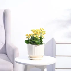 Kalanchoe Plant - Yellow
