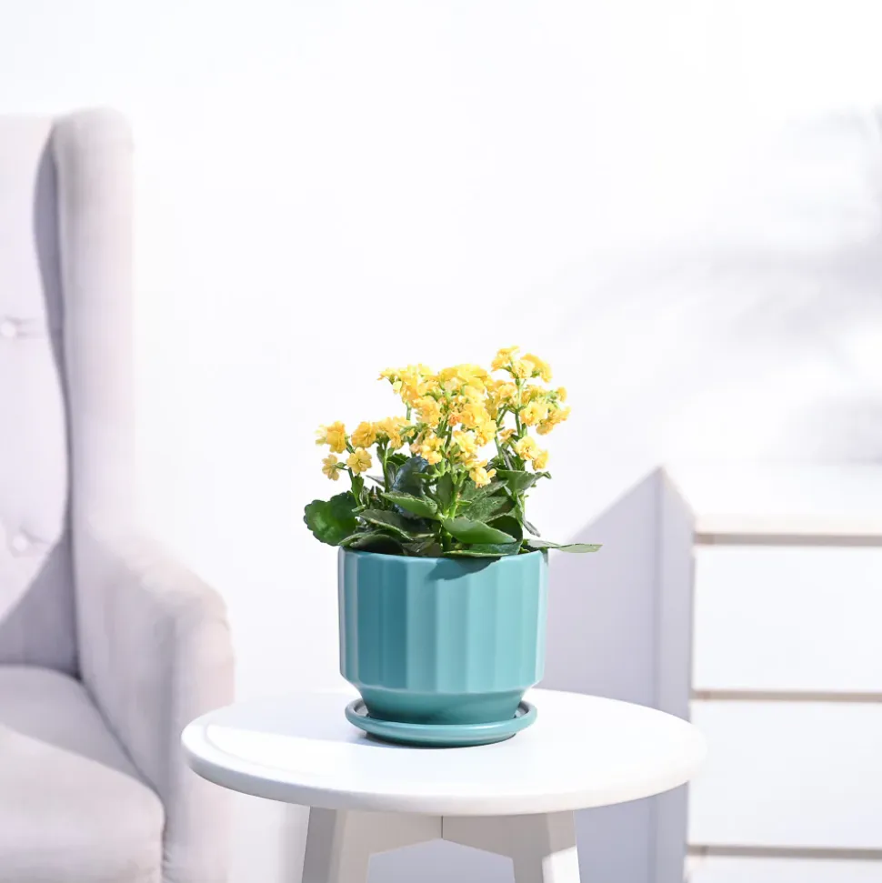Kalanchoe Plant - Yellow