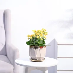 Kalanchoe Plant - Yellow
