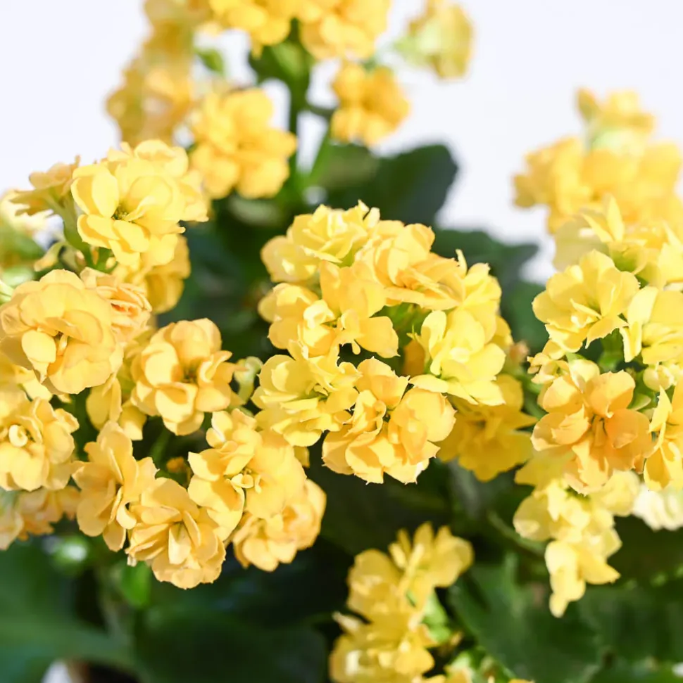 Kalanchoe Plant - Yellow