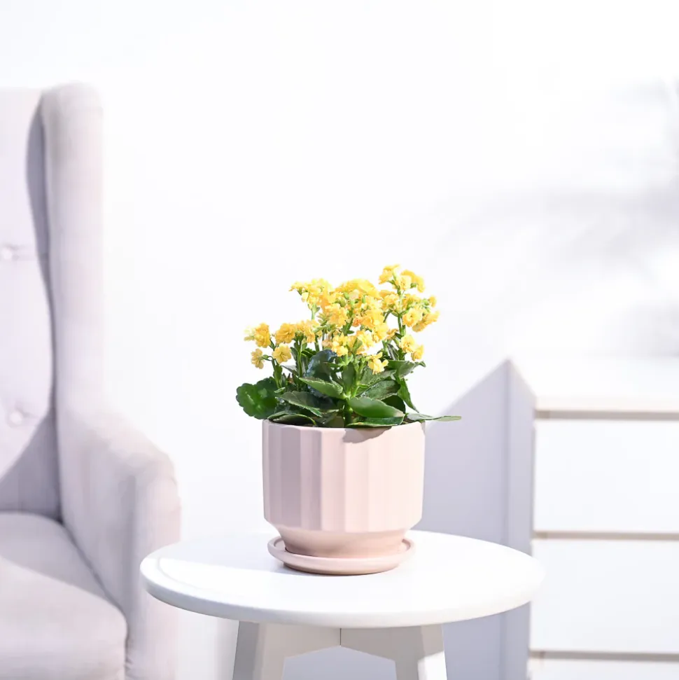 Kalanchoe Plant - Yellow