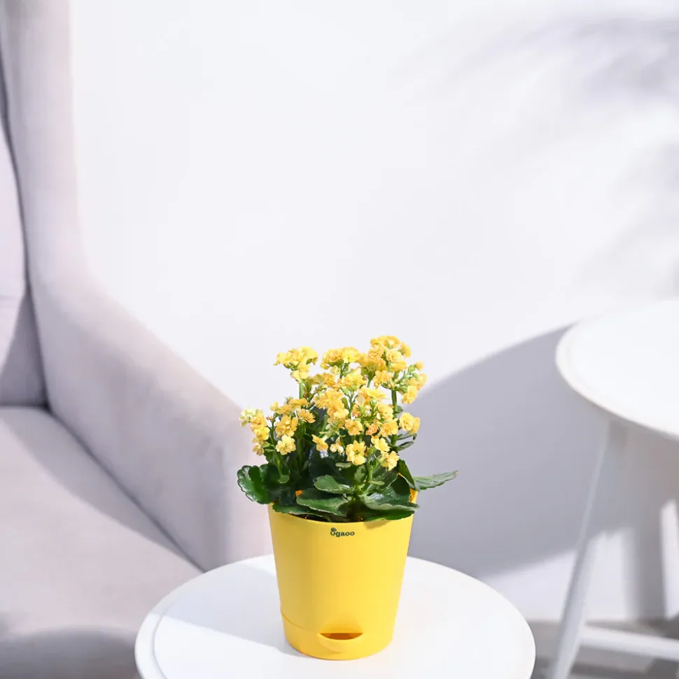 Kalanchoe Plant - Yellow