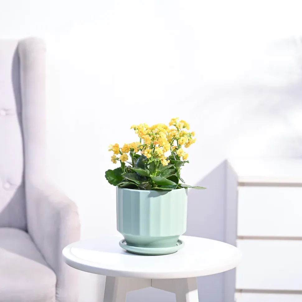 Kalanchoe Plant - Yellow
