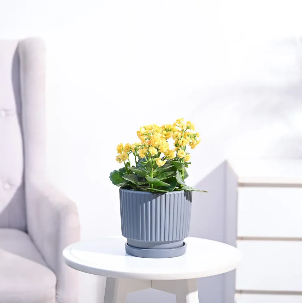 Kalanchoe Plant - Yellow
