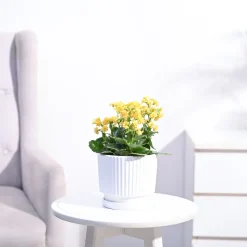 Kalanchoe Plant - Yellow